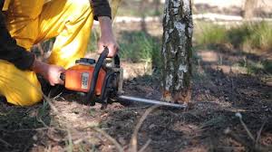 How Our Tree Care Process Works  in  Sweetser, IN